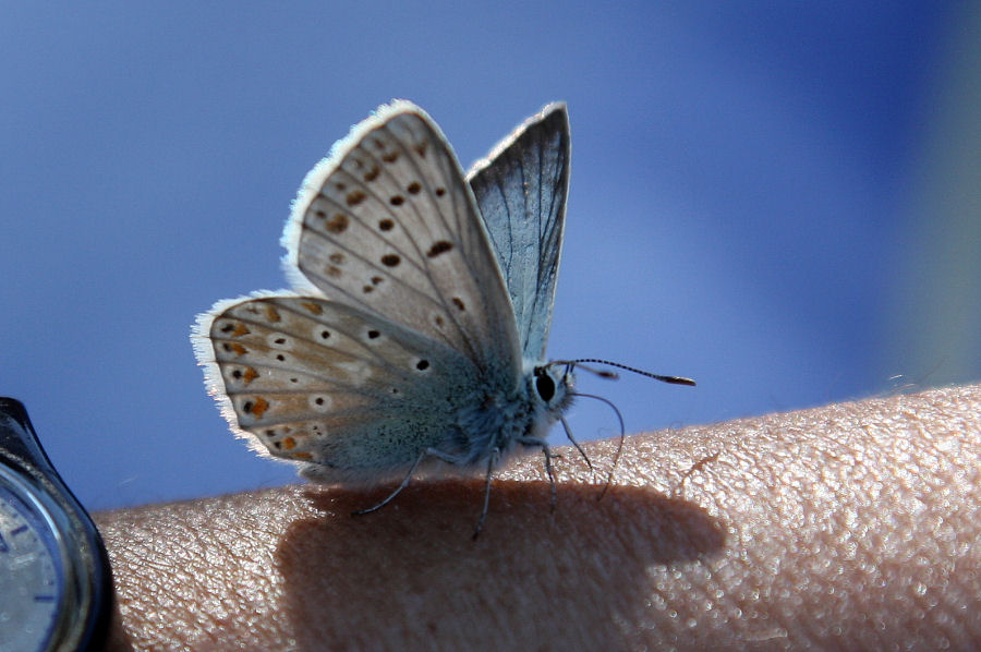 Id. Lycaenidae - Polyommatus (Meleageria) coridon